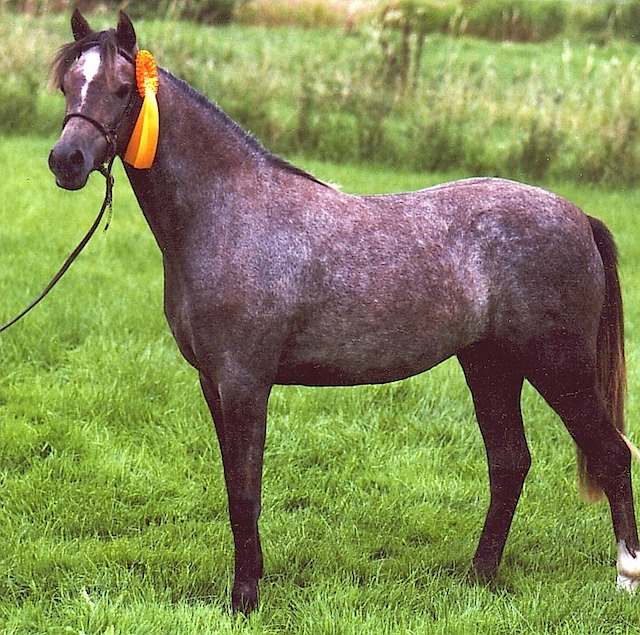 Cecilia 02