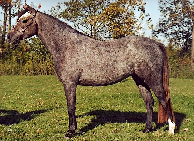 Cecilia 03