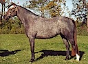 Moorkieker Cecilia