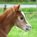 MOORKIEKER CHOISyA
