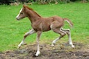 Moorkieker Choisya