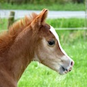 MOORKIEKER CHOISyA