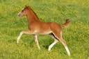 MOORKIEKER CHOISYA