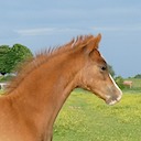 MOORKIEKER CHOISYA