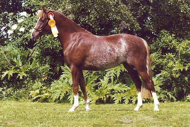 Cinderella 97