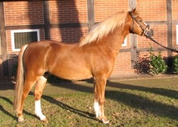 Dauphin 2007