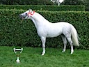 Moorkieker-Hengste / Stallions