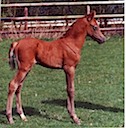 Moorkieker Gawain