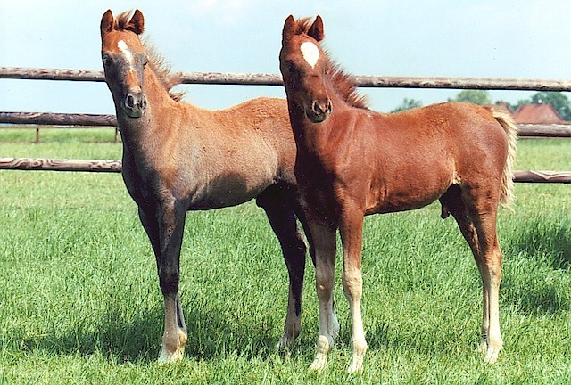 Gawain, Goldstar 94