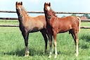 Moorkieker Gawain & Moorkieker Goldstar