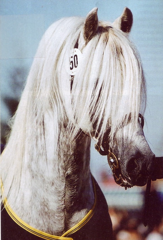 Gawain Kopf 03