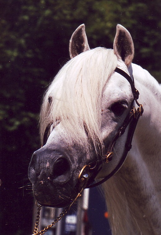 Gawain S-A 05