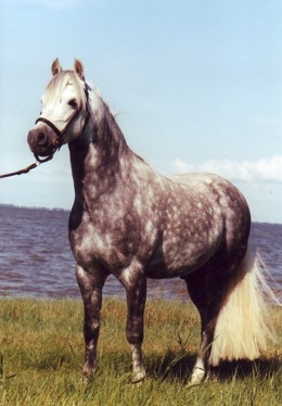 Gawain_See_m3