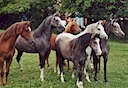 Moorkieker-Jungstuten von Moorkieker Gawain Moorkieker-fillies by Moorkieker Gawain