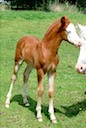 MOORKIEKER GIACOMO