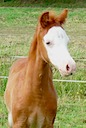 MOORKIEKER GIACOMO