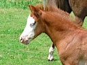 MOORKIEKER GIACOMO