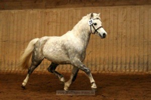 Gildas 3 07 300