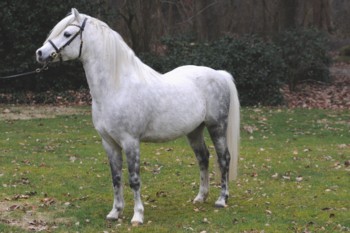Gildas 6.3.09 2 350