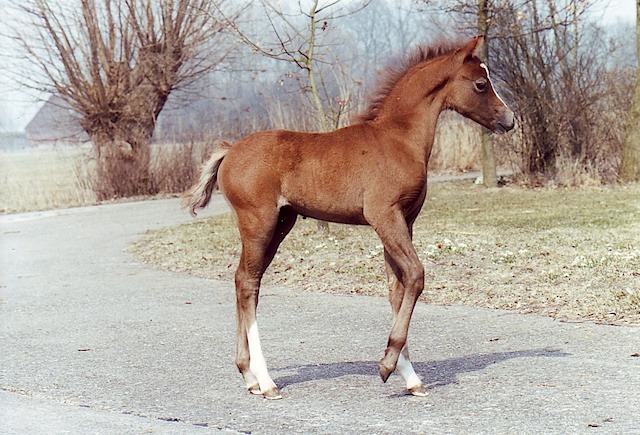 Gildas 96