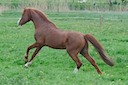 Moorkieker Goethe