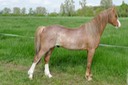 MOORKIEKER GOLDFLAKE