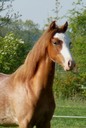 Moorkieker Goldflake