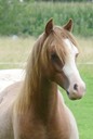 MOORKIEKER GOLDFLAKe