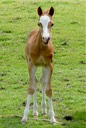MOORKIEKER GOLDRUSH