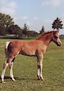 Moorkieker Gulliver