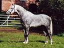 Moorkieker Gulliver