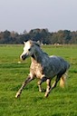 Moorkieker Gulliver
