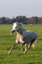 Gulliver 11.10.06 Galopp 150