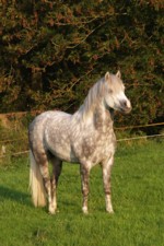 Gulliver 11.10.06 von vorne 2 150