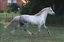 Moorkieker Gulliver