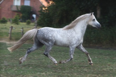 Gulliver 1.7.08 Trab1 400b