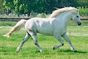 MOORKIEKER GULLIVER