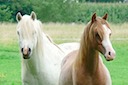 Moorkieker Gulliver (links) & Moorkieker Goldflake