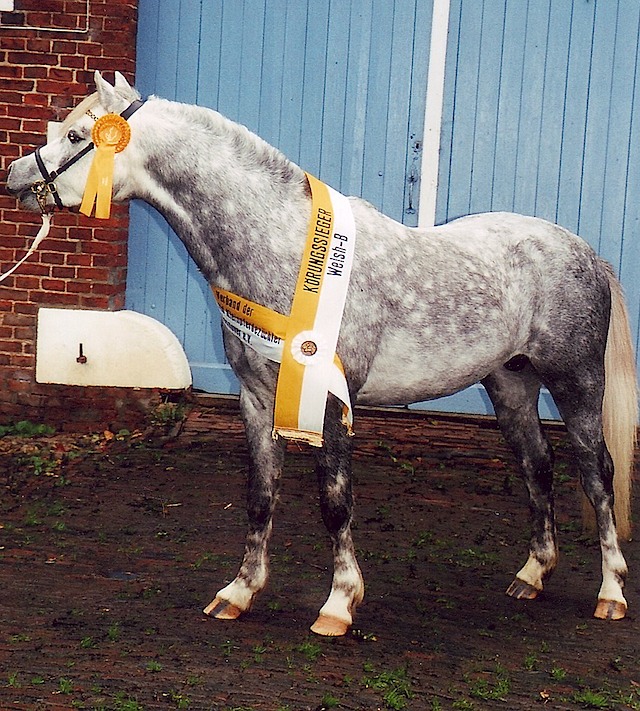 Gulliver Körungssieger