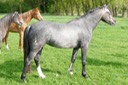 MOORKIEKER HALESIA