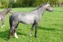 MOORKIEKER HALESIA