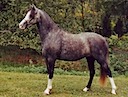 Moorkieker Heatherbell
