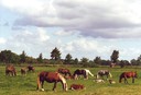 Stuten mit Fohlen / mares with foals