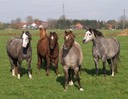 Stuten-Herde / herd of Broodmares