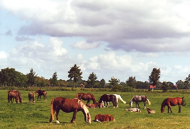 Herde 01