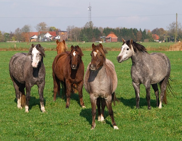 Herde 5.11