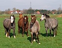 Stuten-Herde / herd of Broodmares