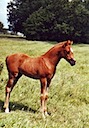 Moorkieker Heyday