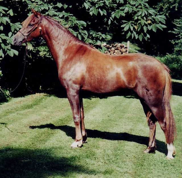 Heyday 04