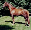 Moorkieker Heyday